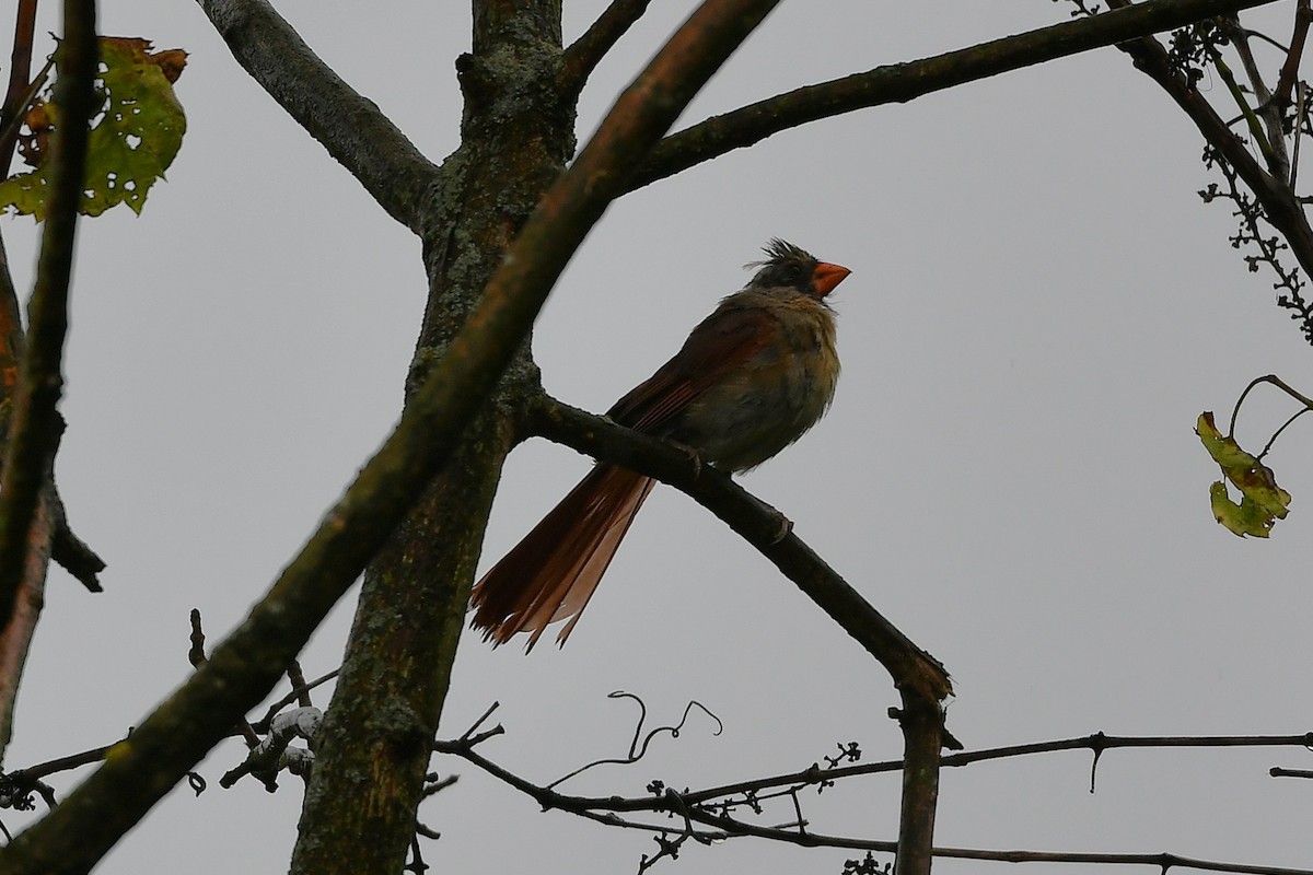 Northern Cardinal - ML641586643
