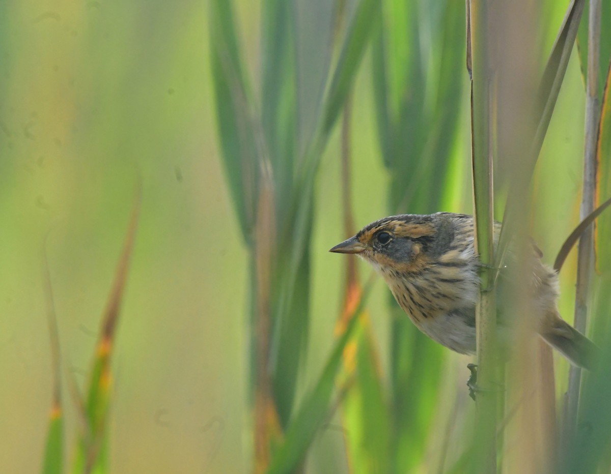 Saltmarsh Sparrow - ML641586653