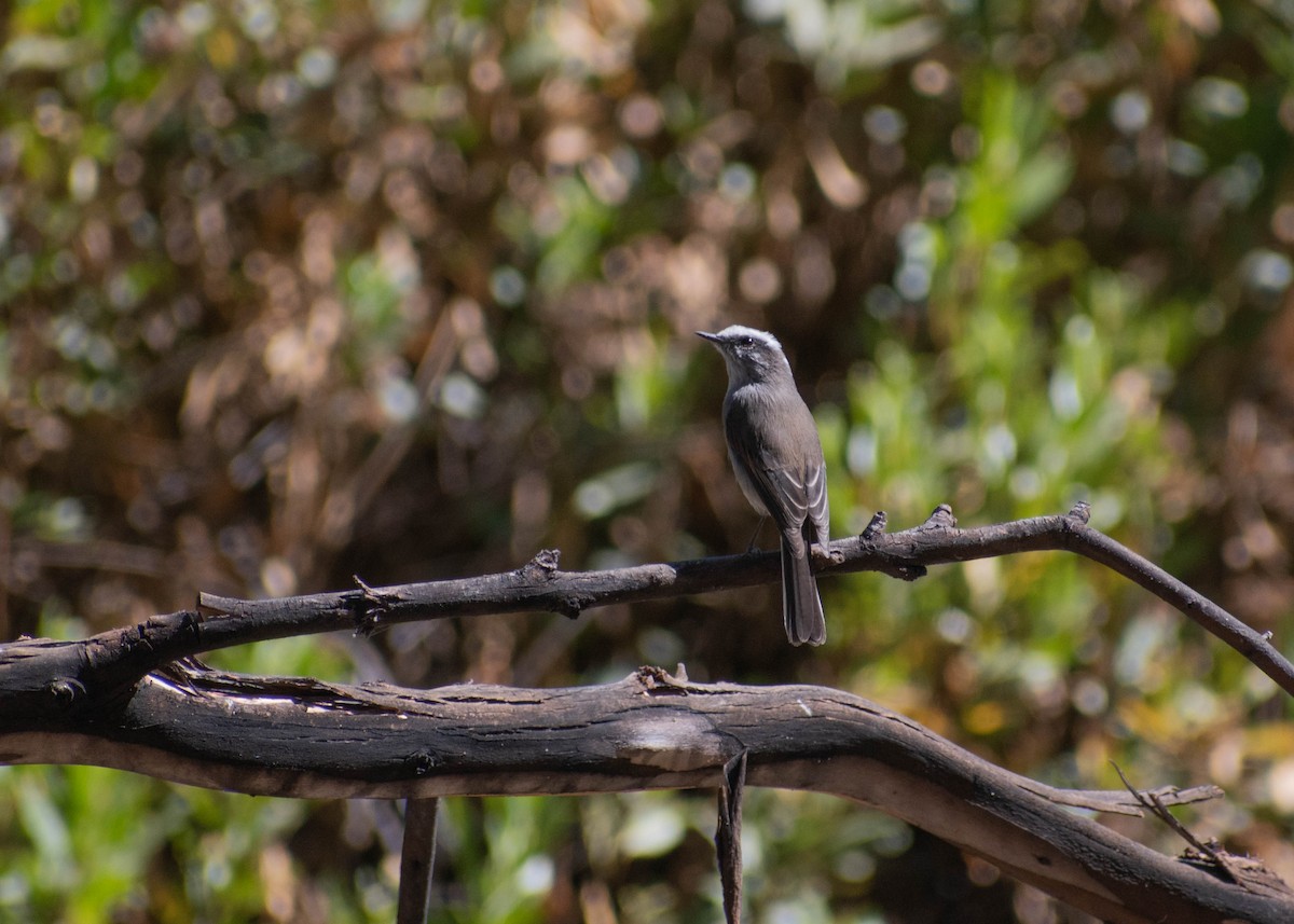 White-browed Chat-Tyrant - ML641586654