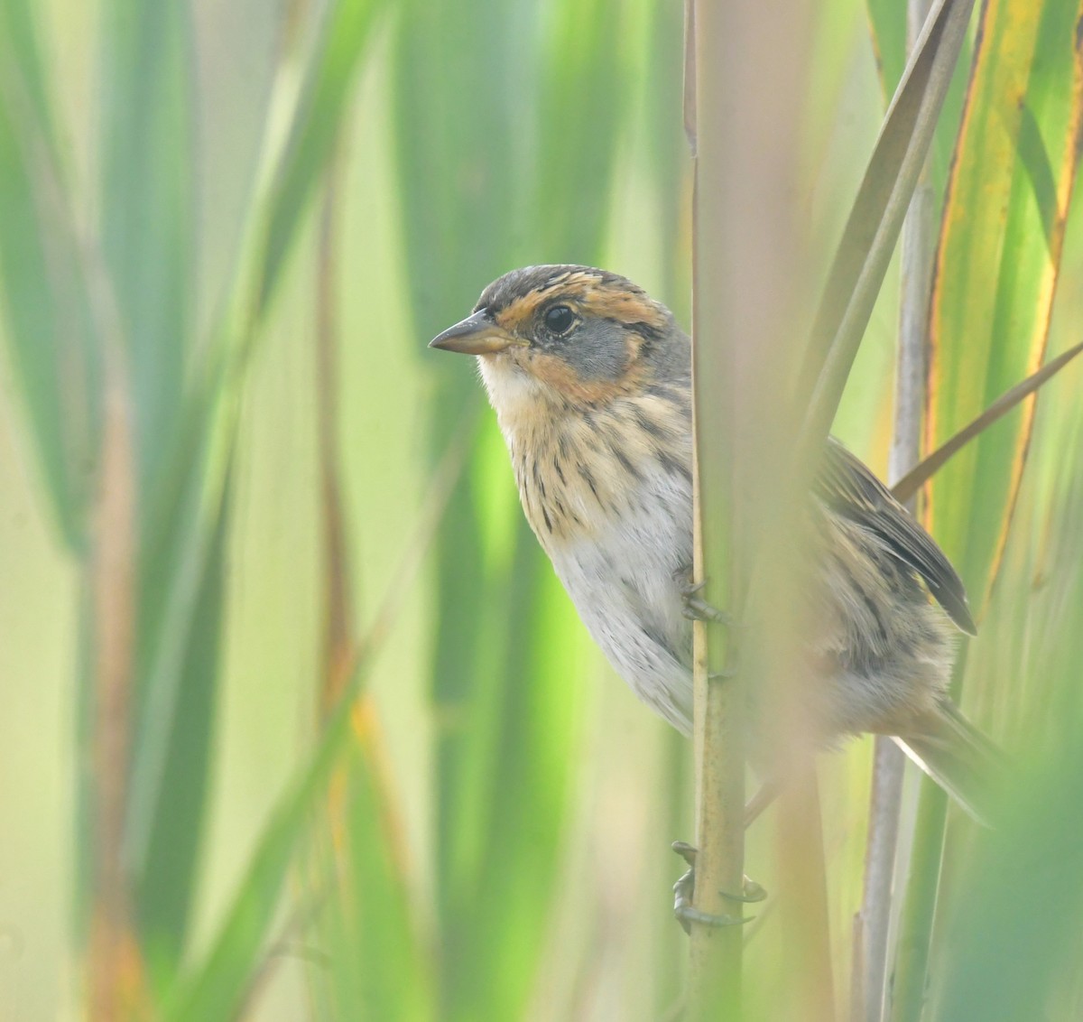 Saltmarsh Sparrow - ML641586662