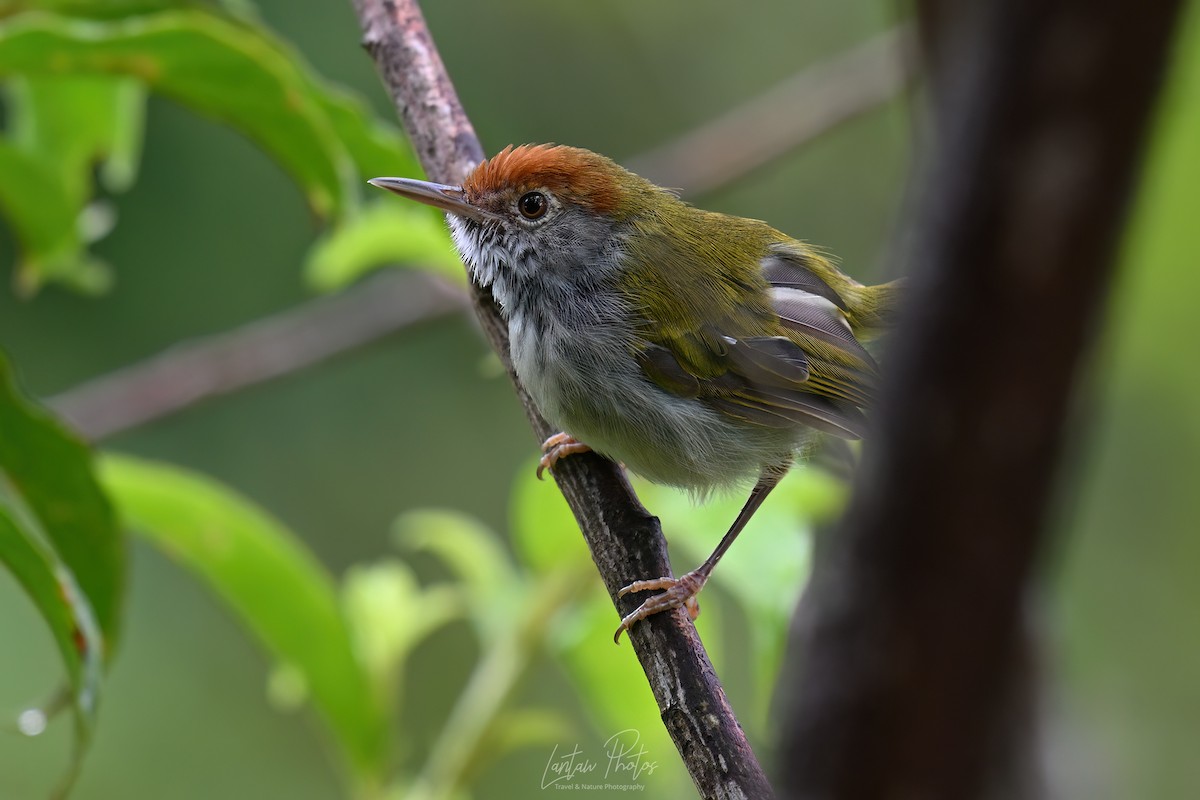 ノドグロサイホウチョウ - ML641586663