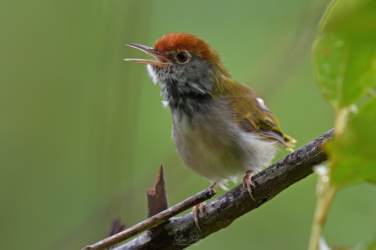 ノドグロサイホウチョウ - ML641586664