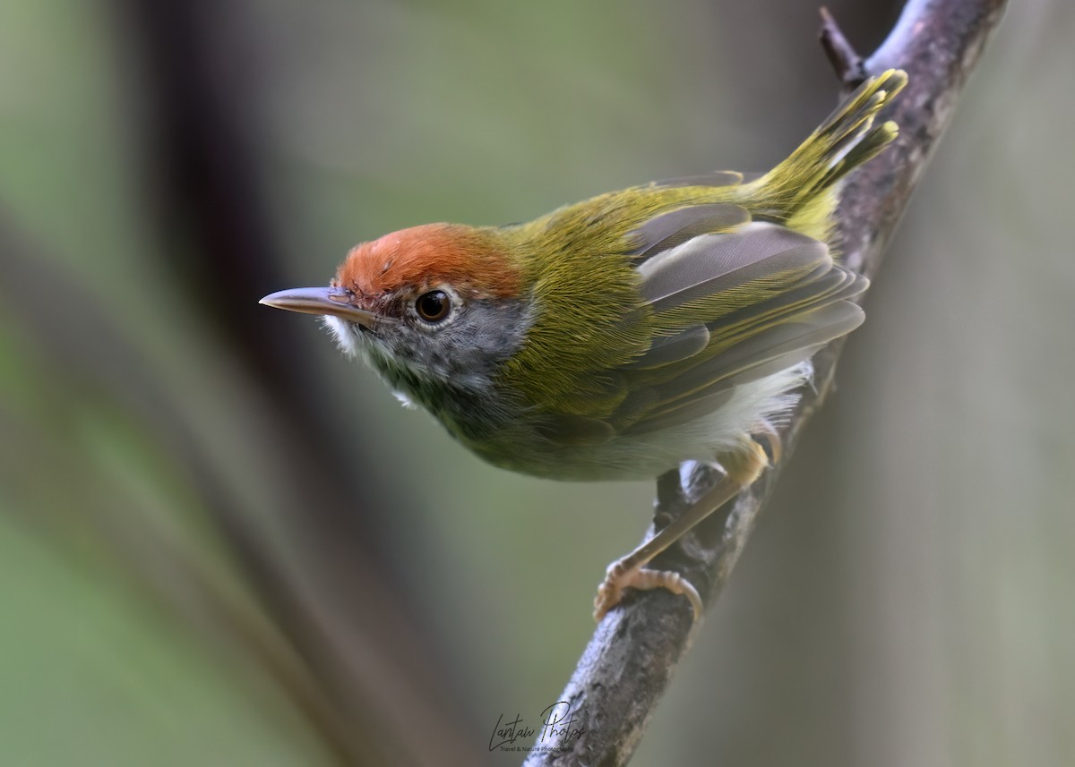 ノドグロサイホウチョウ - ML641586665