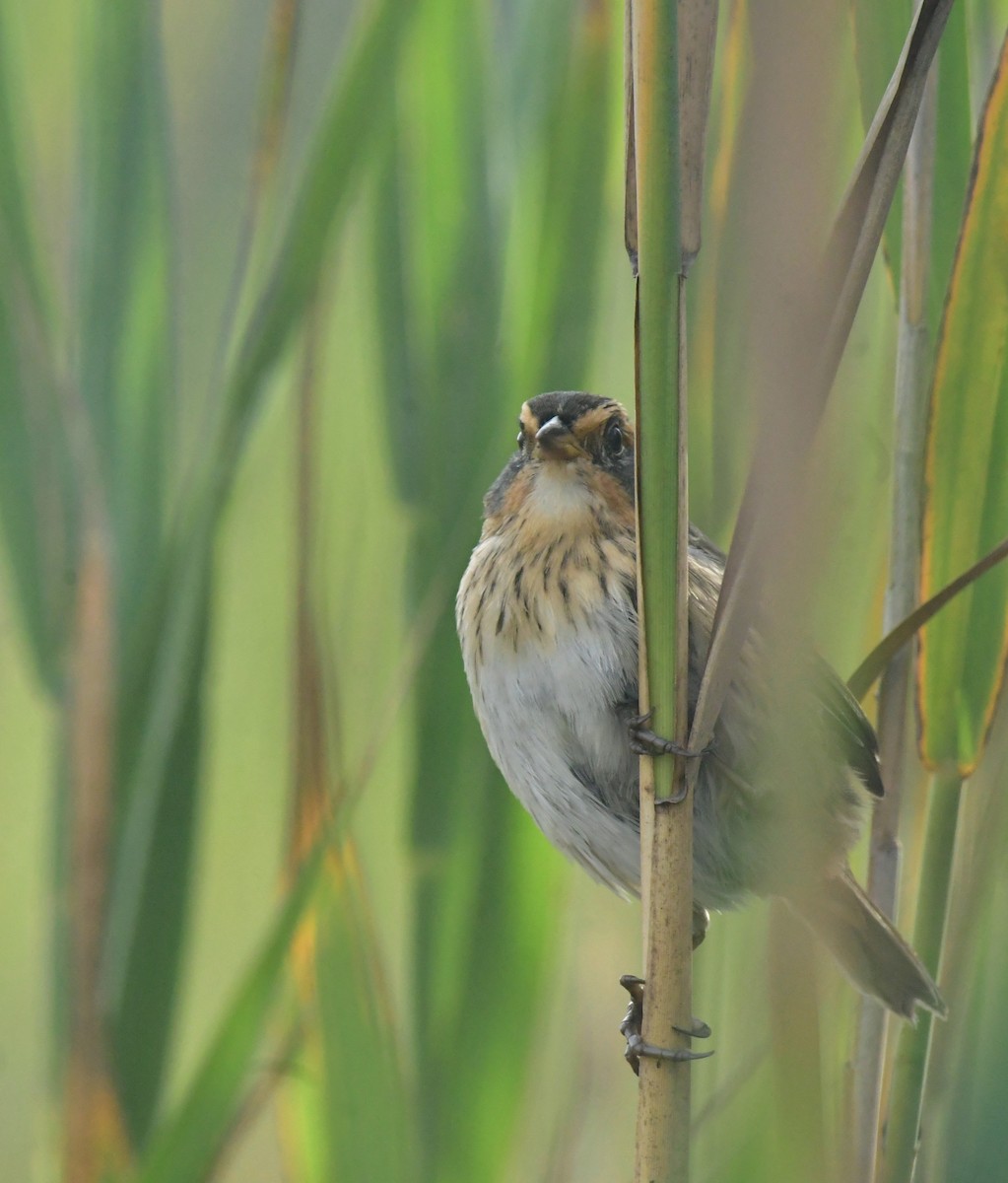 Saltmarsh Sparrow - ML641586672