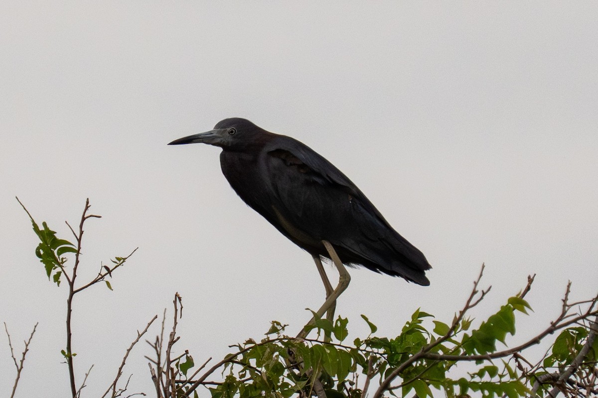 Little Blue Heron - ML641586676