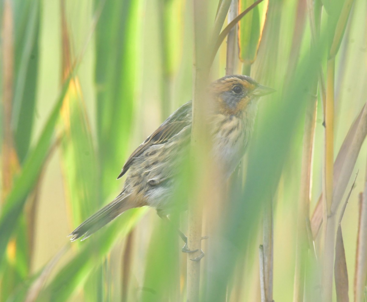 Saltmarsh Sparrow - ML641586679