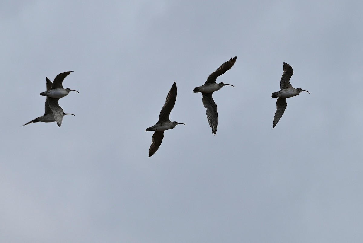 Hudsonian Whimbrel - ML641586680