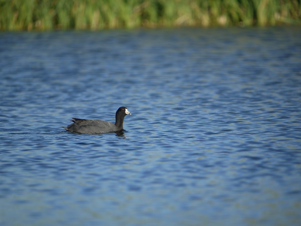 Foulque d'Amérique - ML641586702