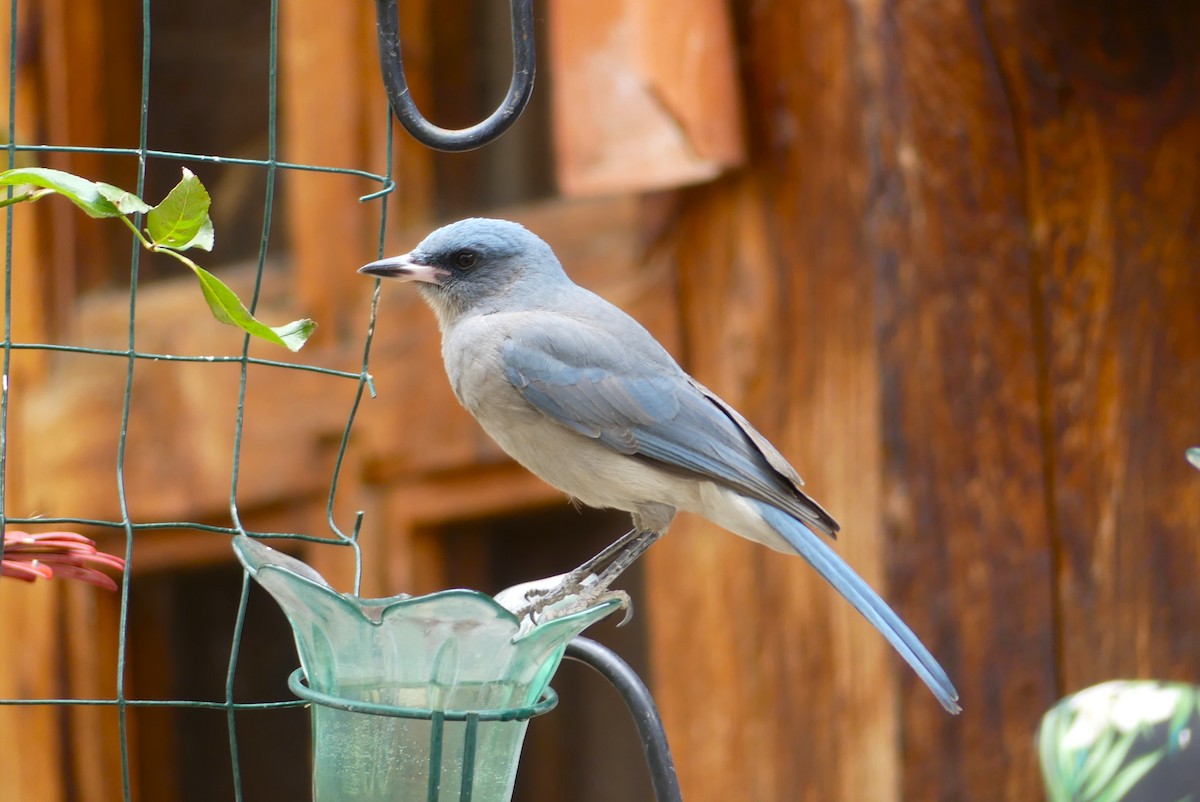 Mexican Jay - ML641586712