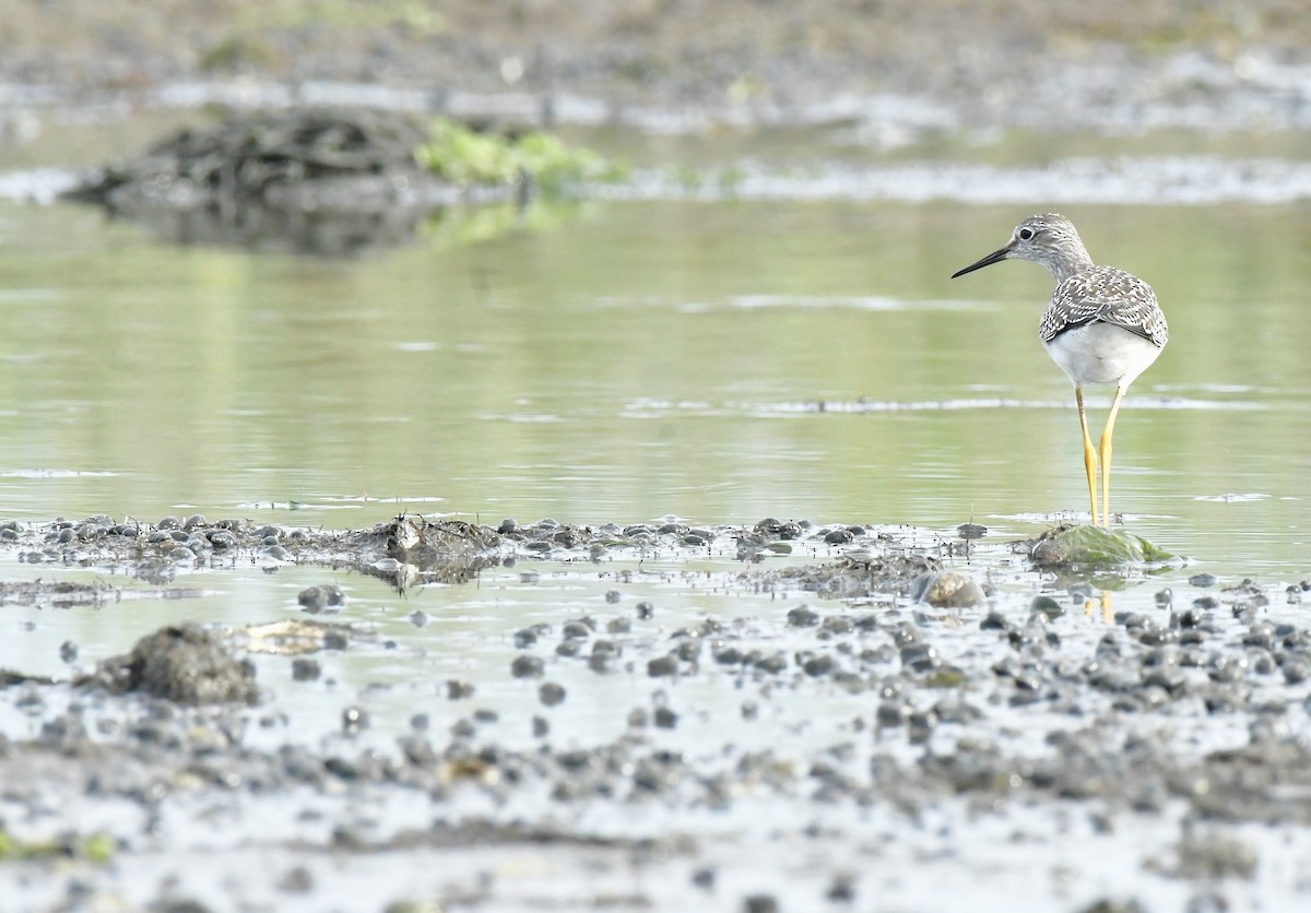 Lesser Yellowlegs - ML641586713