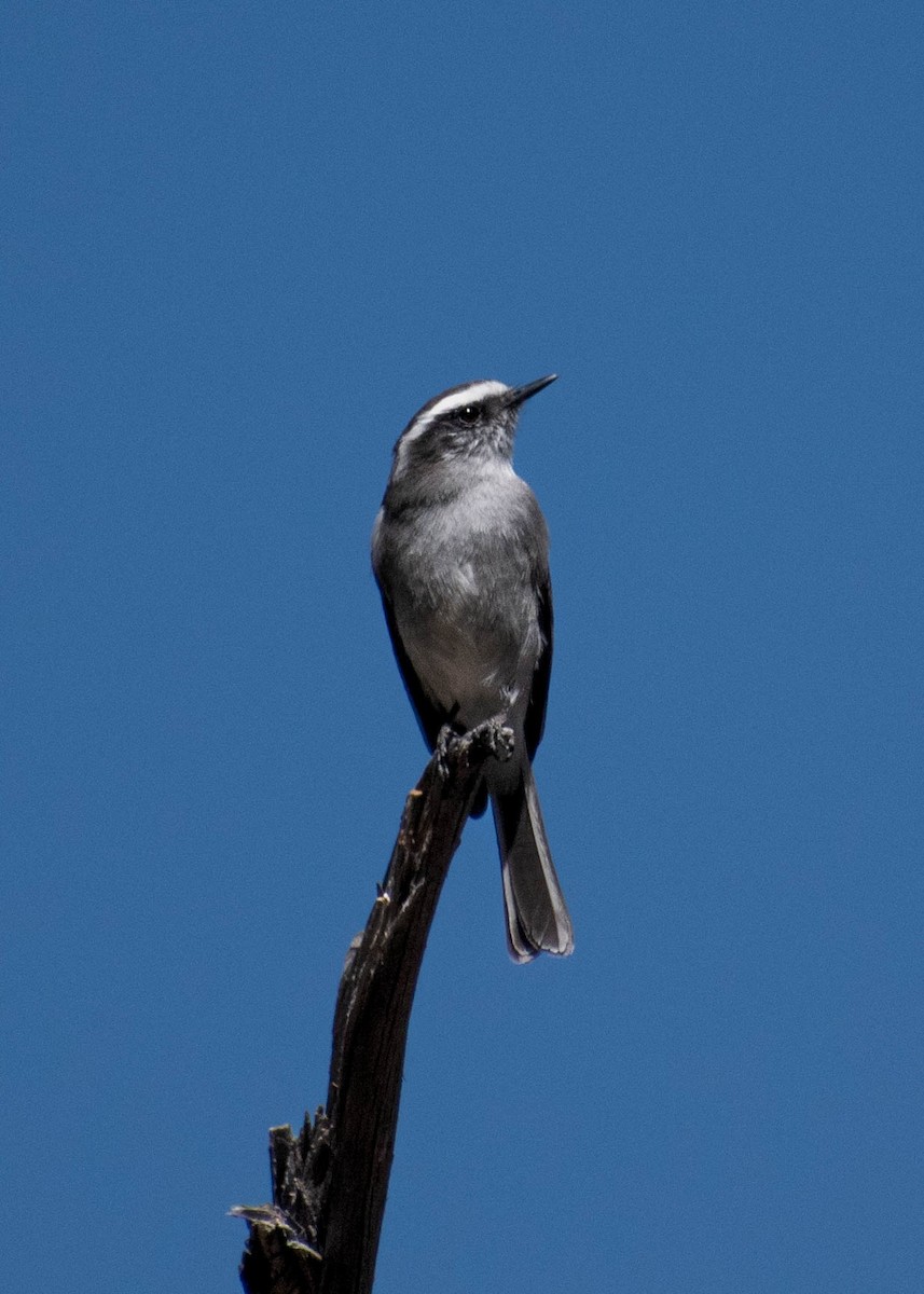 White-browed Chat-Tyrant - ML641586718