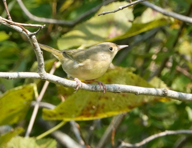 Common Yellowthroat - ML641586728