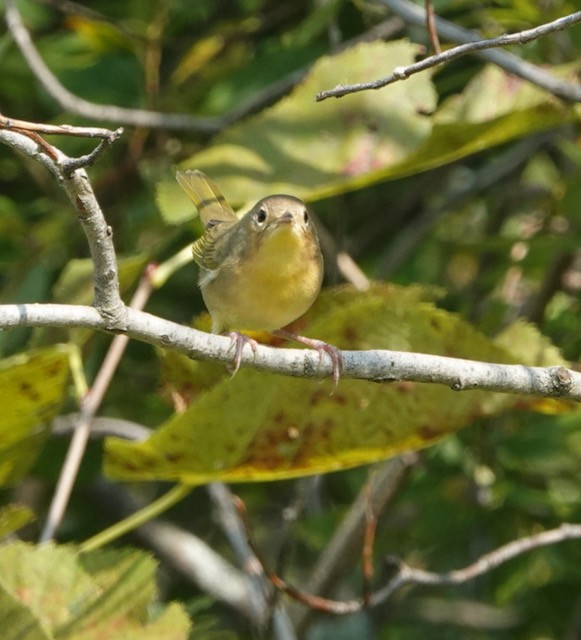 Common Yellowthroat - ML641586729