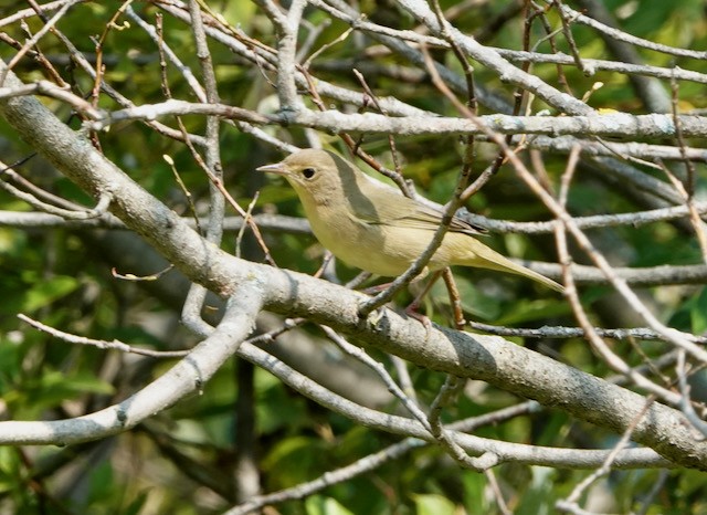 Common Yellowthroat - ML641586730