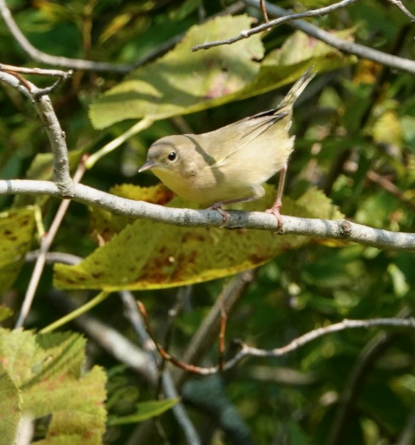Common Yellowthroat - ML641586731