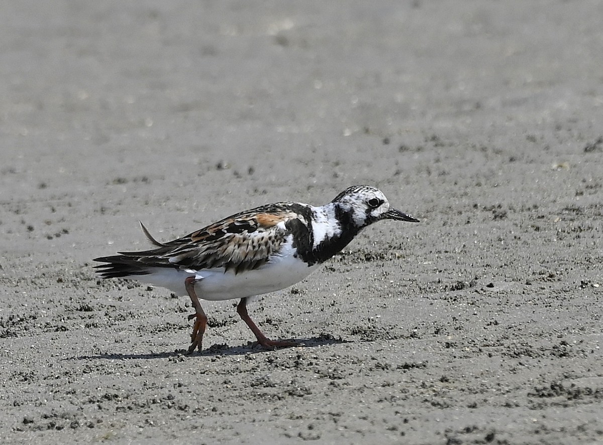 Ruddy Turnstone - ML641586809