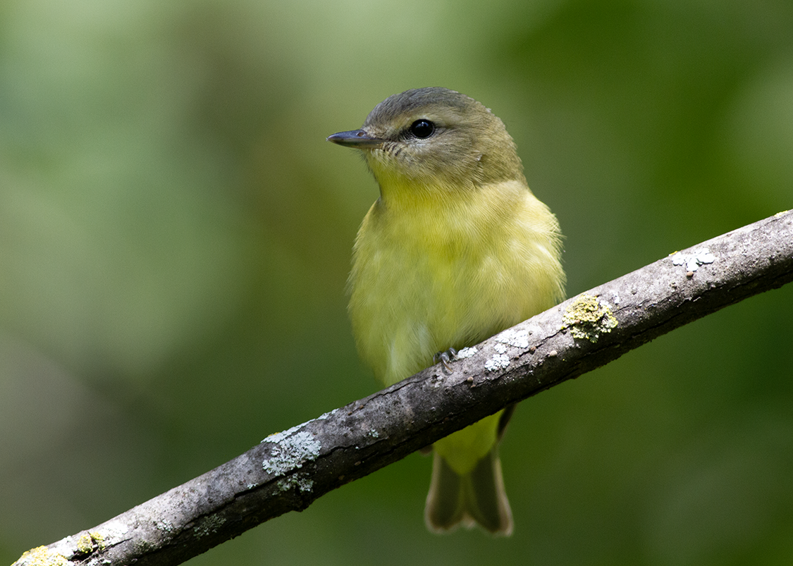 Philadelphia Vireo - ML641586877