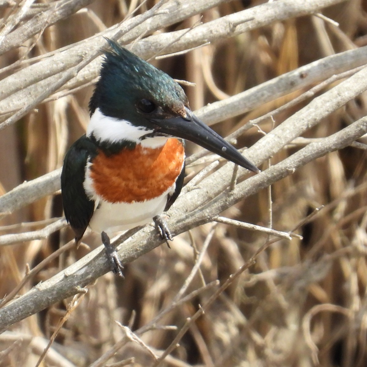 オオミドリヤマセミ - ML641586902