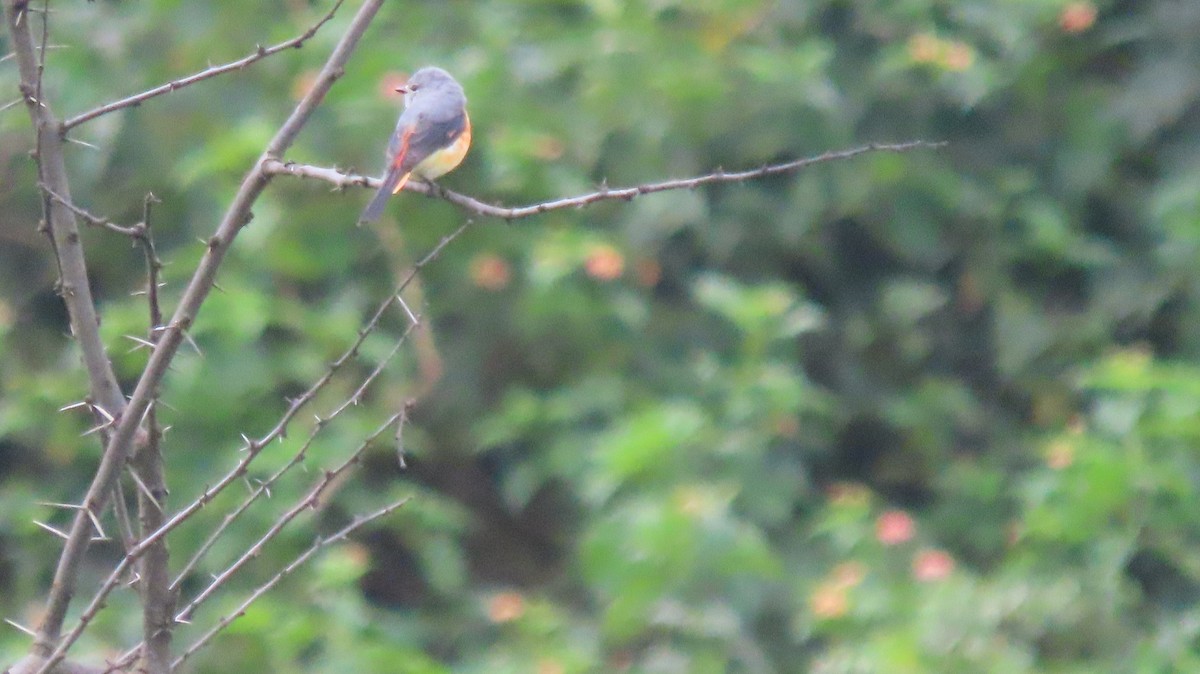Small Minivet - ML641586923