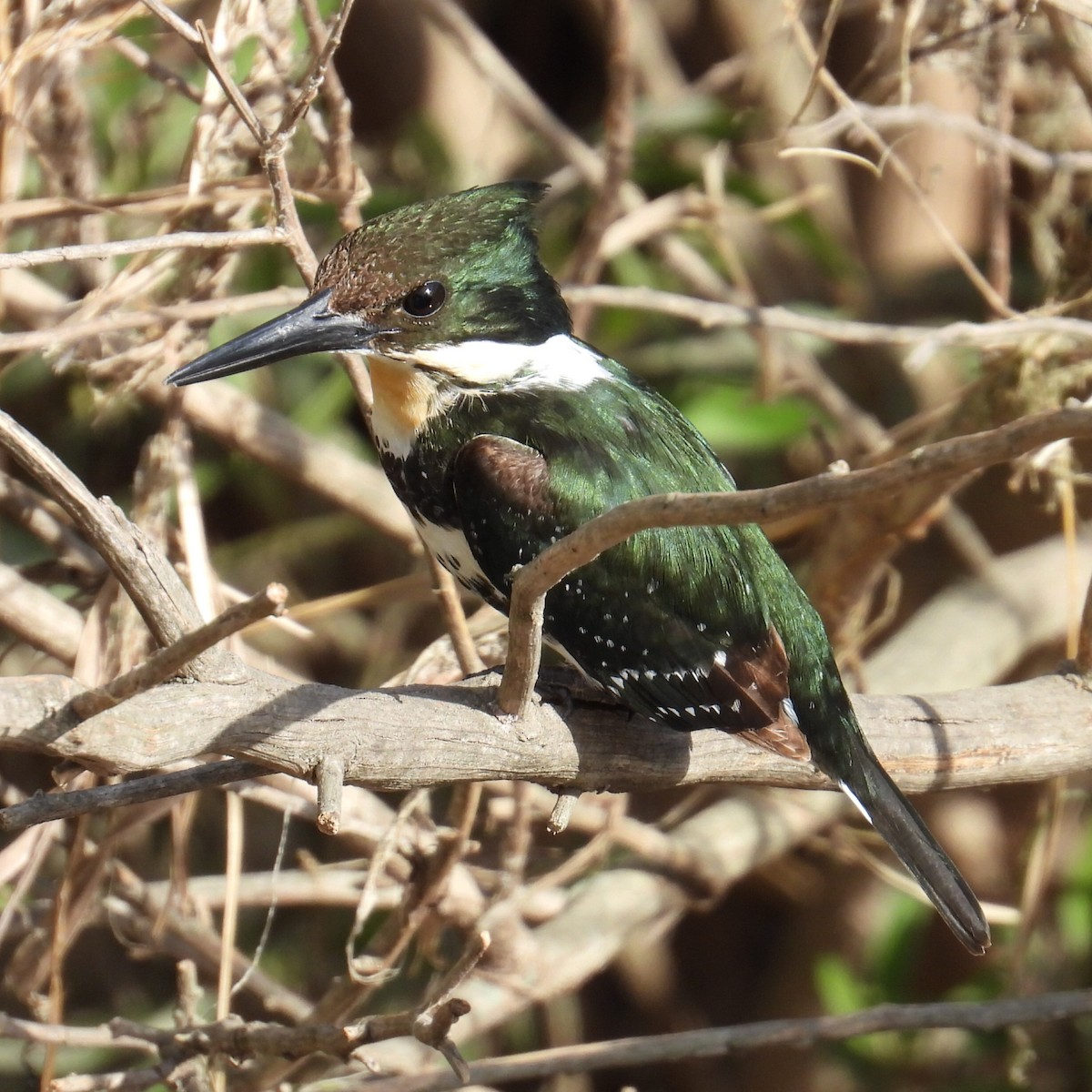 ミドリヤマセミ - ML641586924