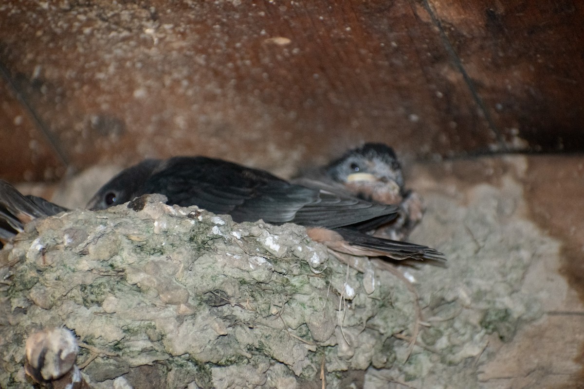 Hirondelle rustique - ML641586937