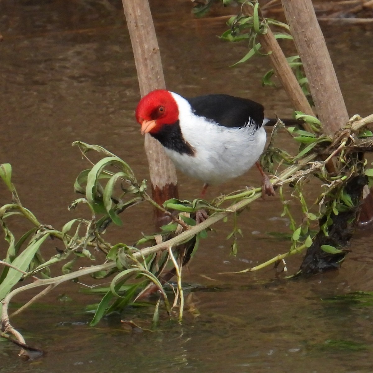 キバシコウカンチョウ - ML641586941