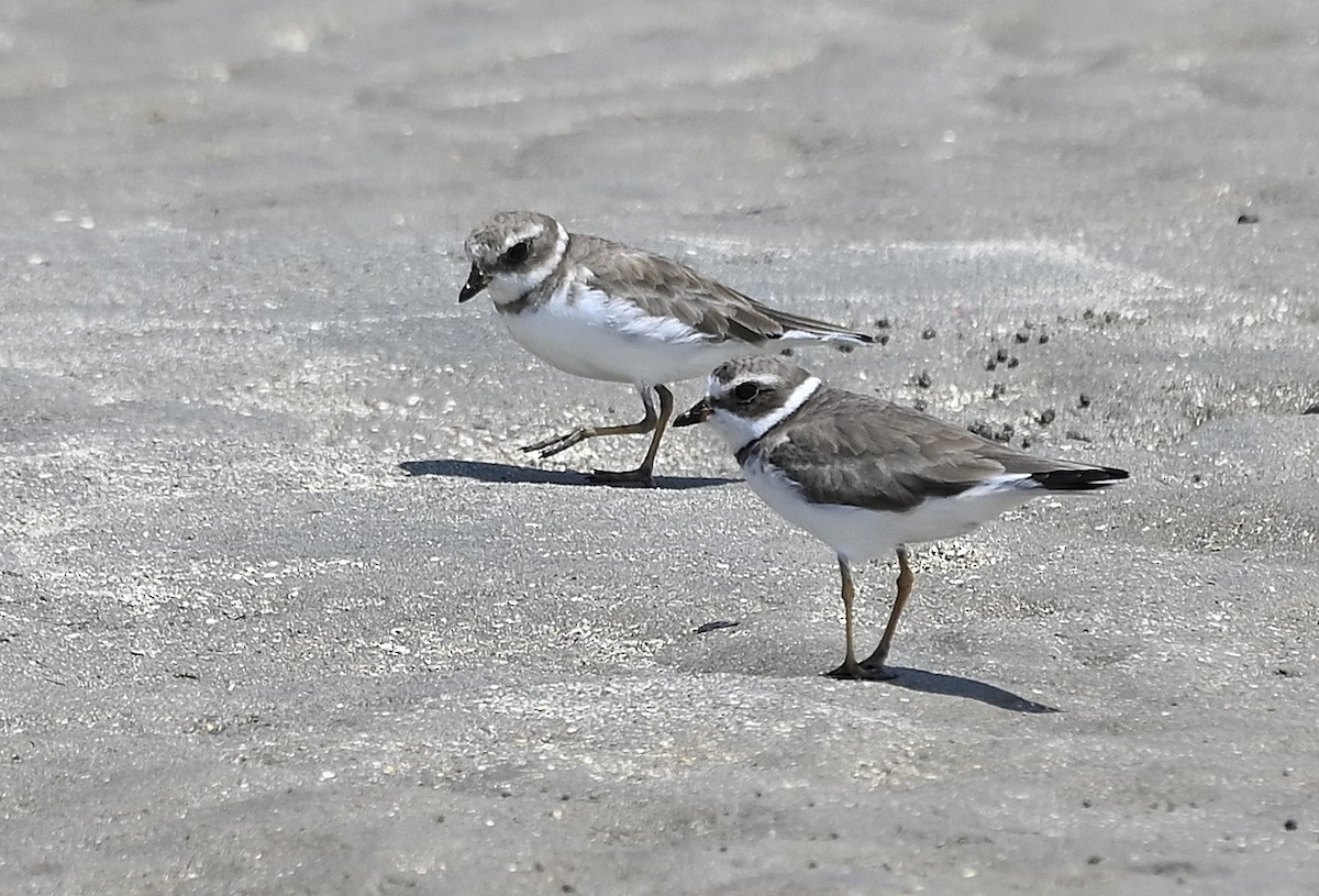 Semipalmated Plover - ML641586942
