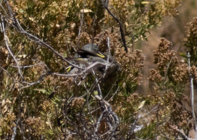 Black Siskin - ML641586950