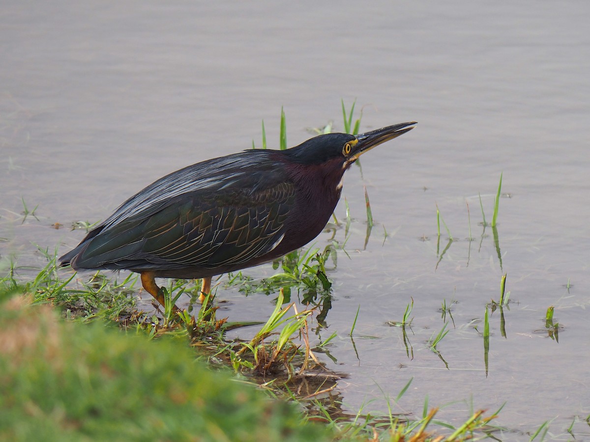 Green Heron - ML641586968