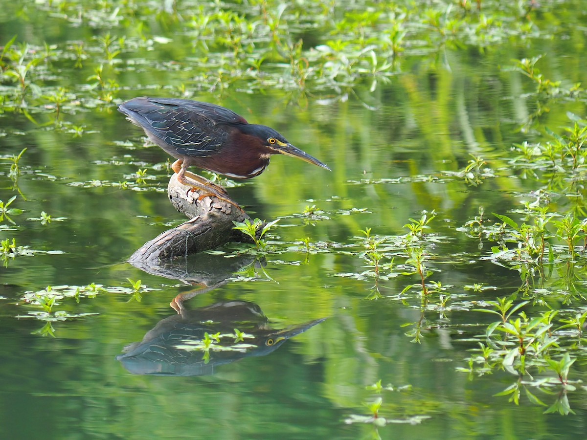 Green Heron - ML641586970