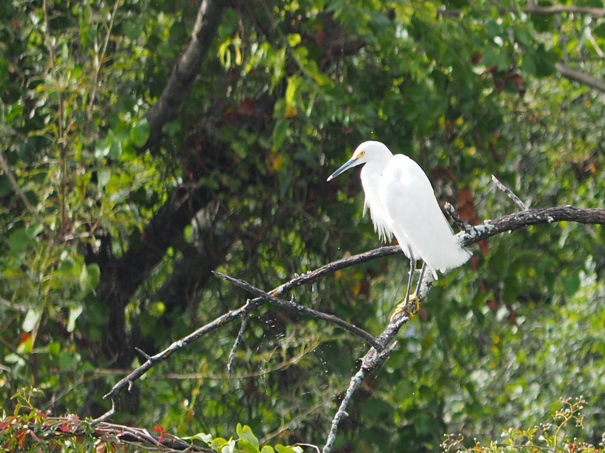 Snowy Egret - ML641586994