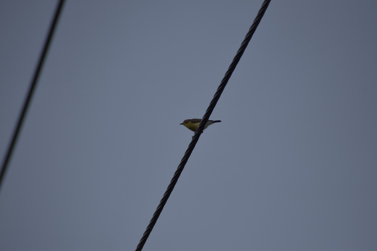 Golden-bellied Gerygone - ML641587003