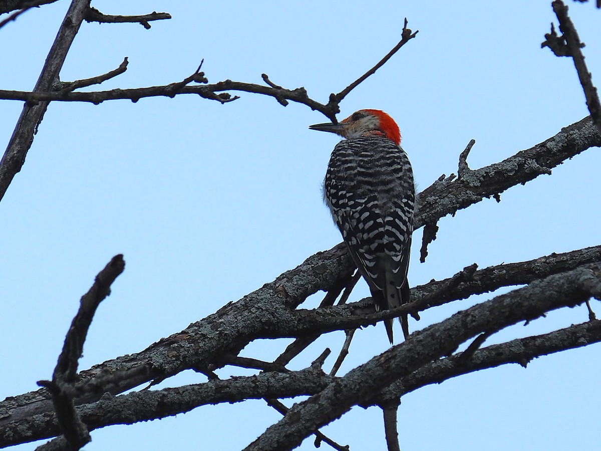 Red-bellied Woodpecker - ML641587010