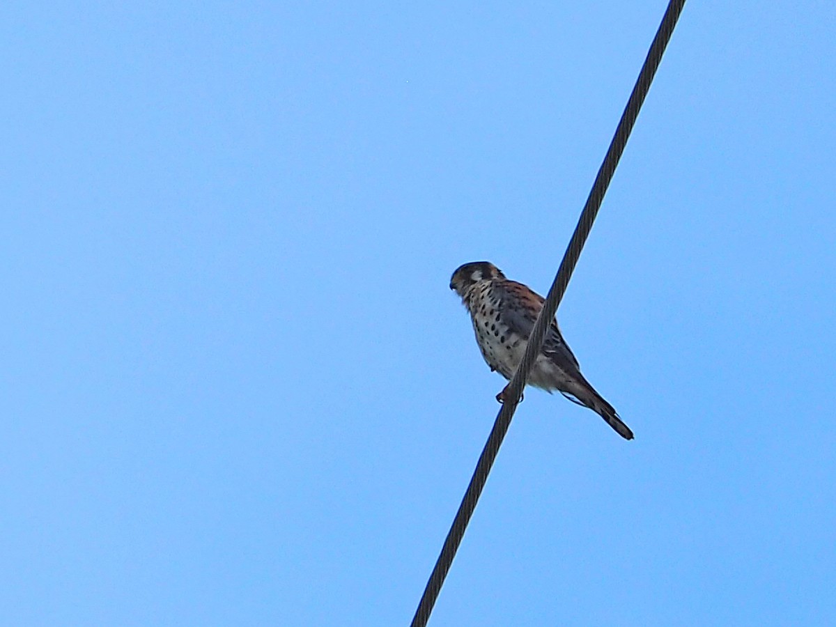 American Kestrel - ML641587015