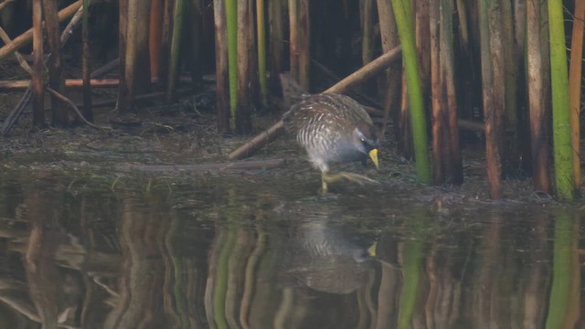Sora uroilanda - ML641587032