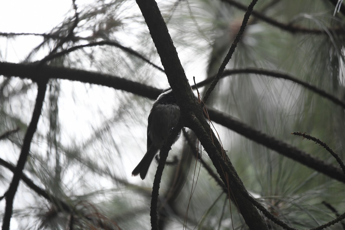 Mexican Chickadee - ML641587034