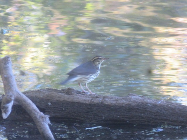 Northern Waterthrush - ML641587072