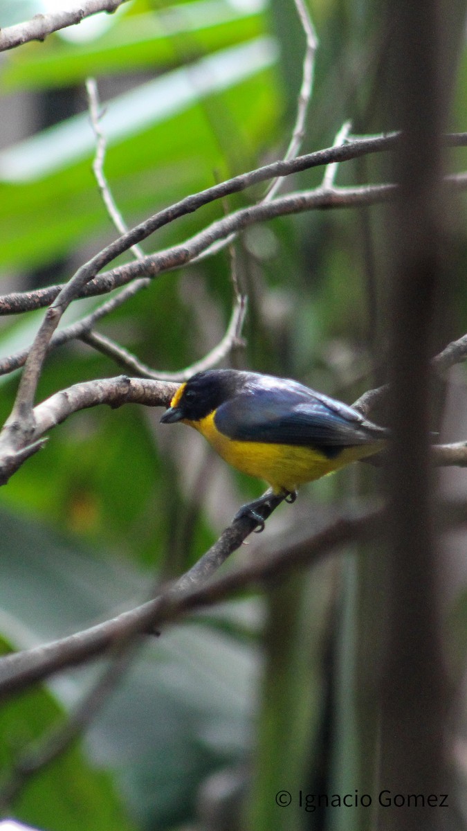 Violaceous Euphonia - ML641587082