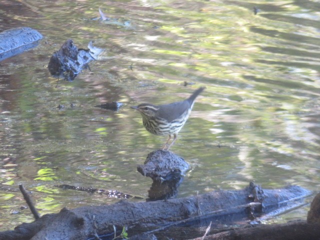 Northern Waterthrush - ML641587093