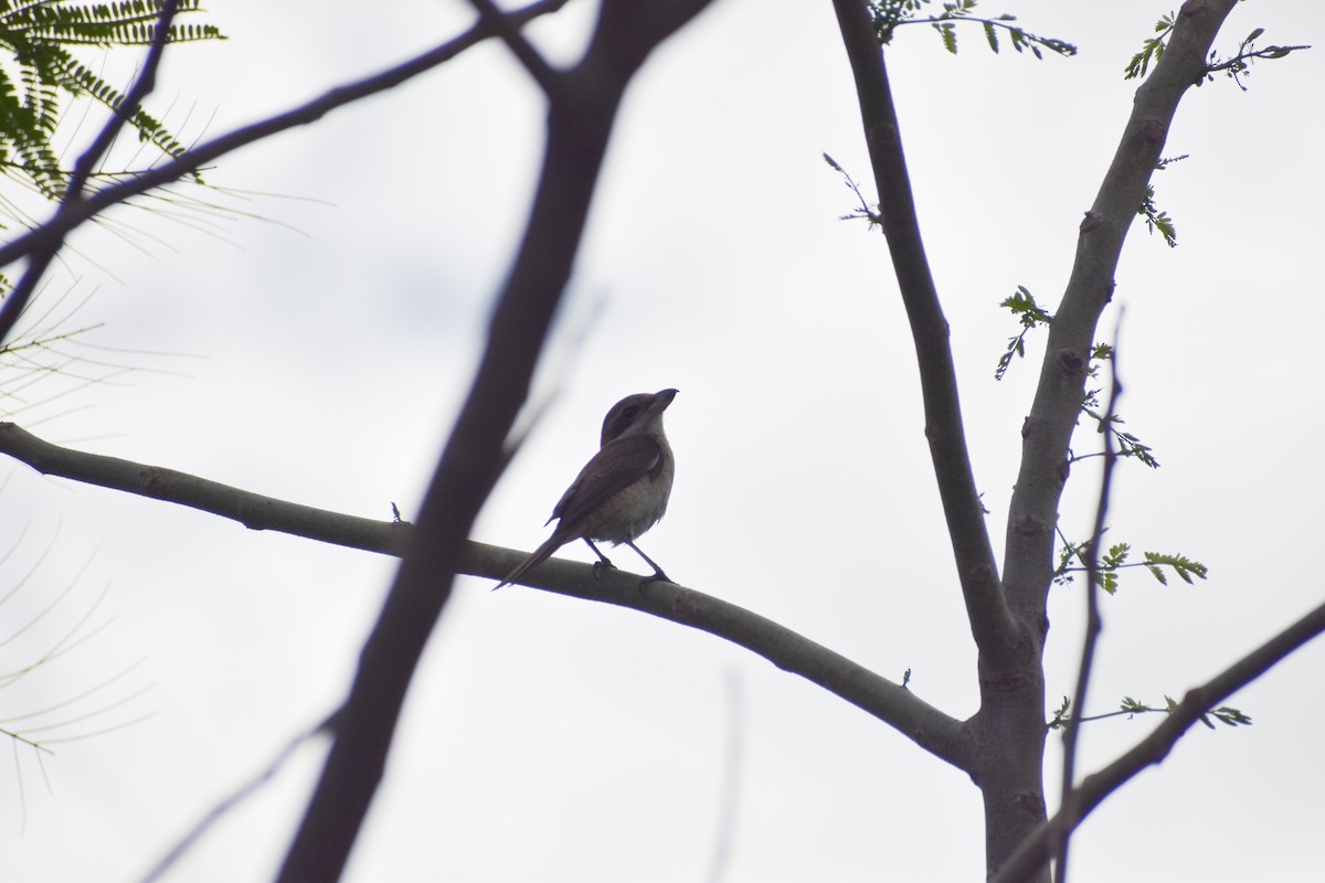 Brown Shrike - ML641587117