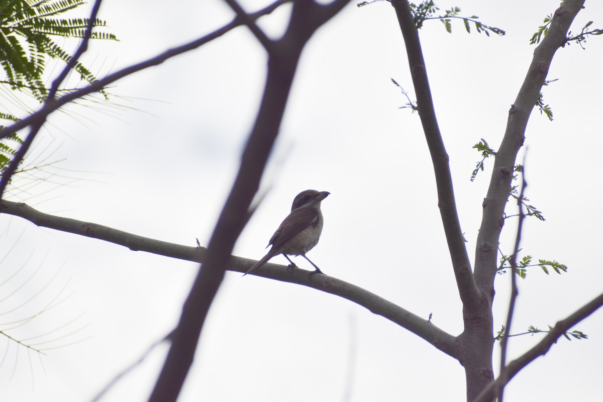 Brown Shrike - ML641587118