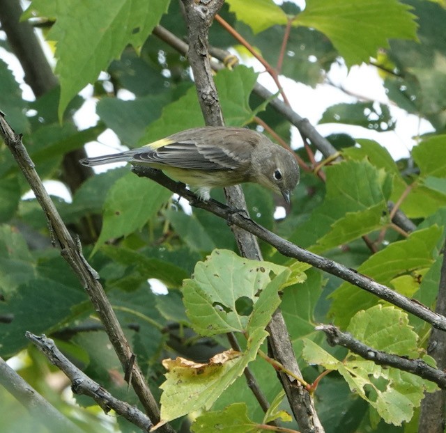 Yellow-rumped Warbler - ML641587120