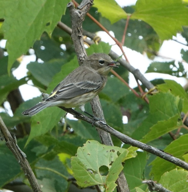 Yellow-rumped Warbler - ML641587121