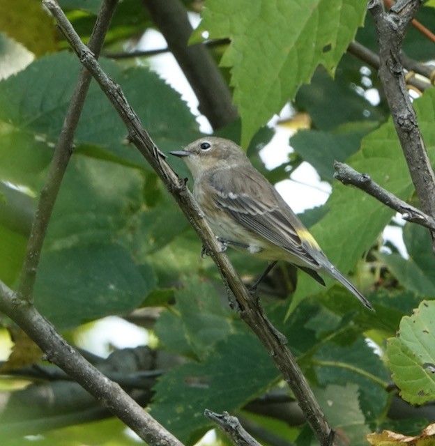 Yellow-rumped Warbler - ML641587122