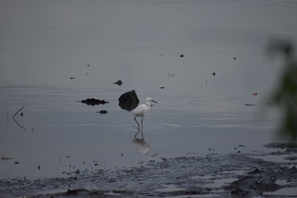 Little Egret - ML641587123