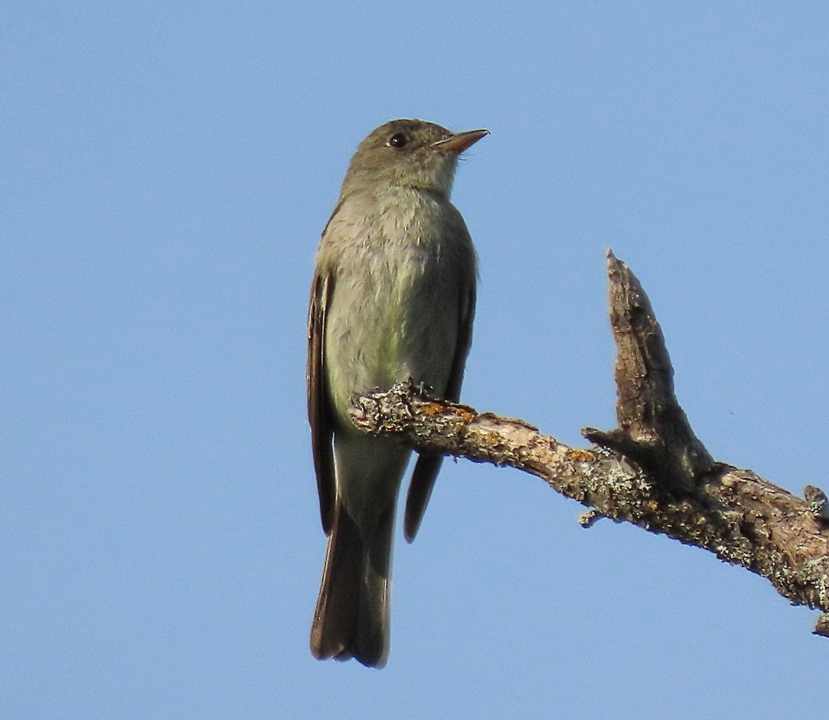 Eastern Wood-Pewee - ML641587132