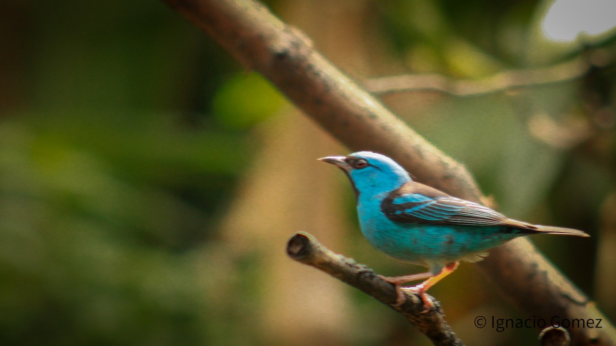 Dacnis bleu - ML641587135