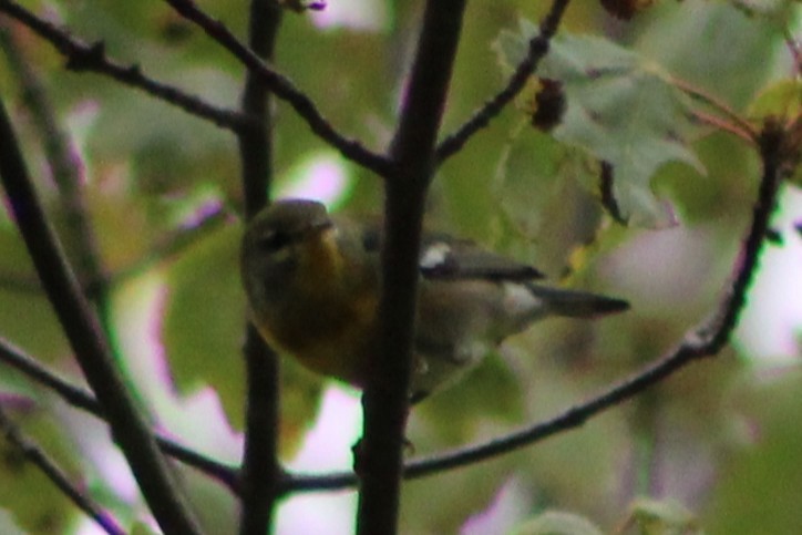 Northern Parula - ML641587195