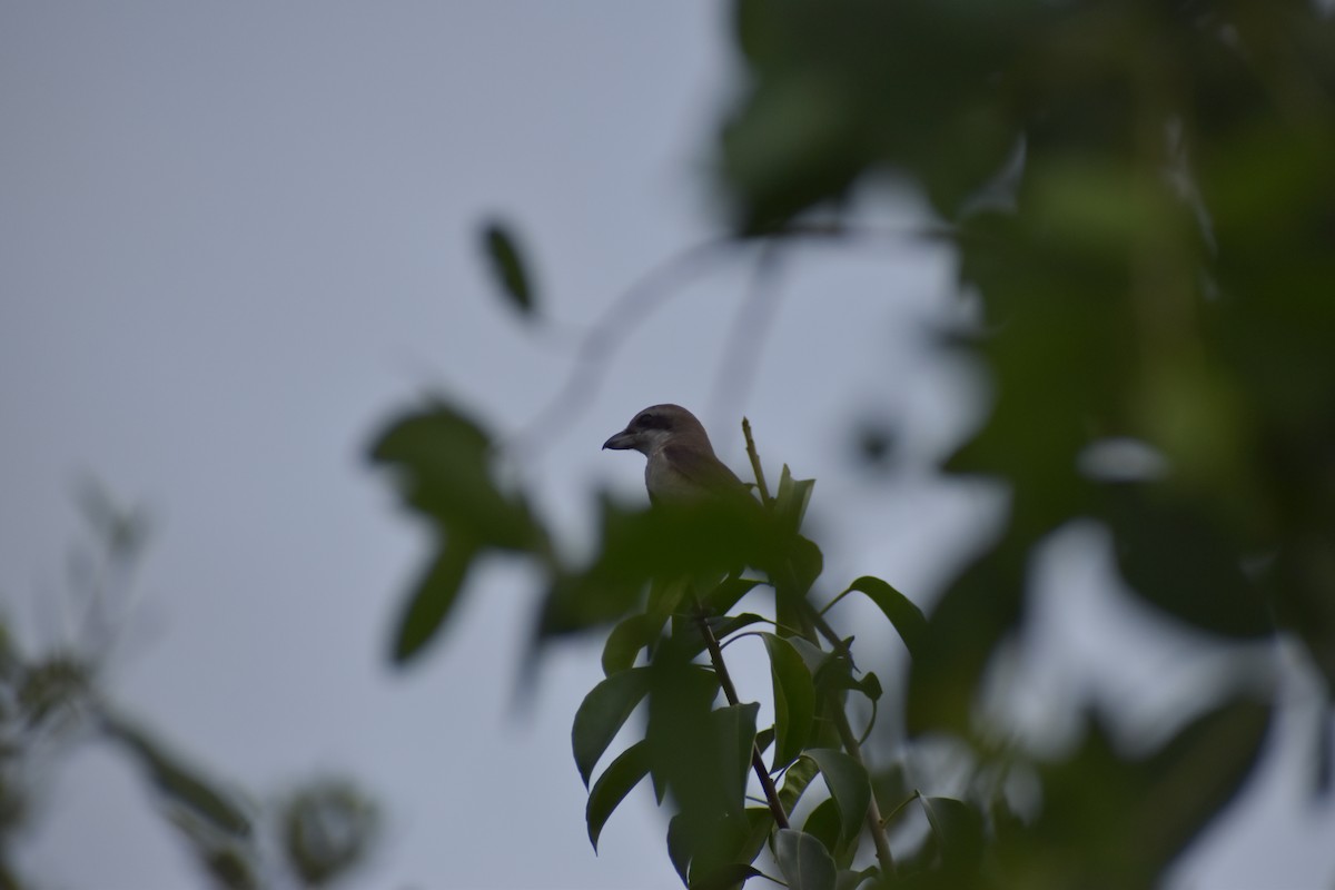 Brown Shrike - ML641587228