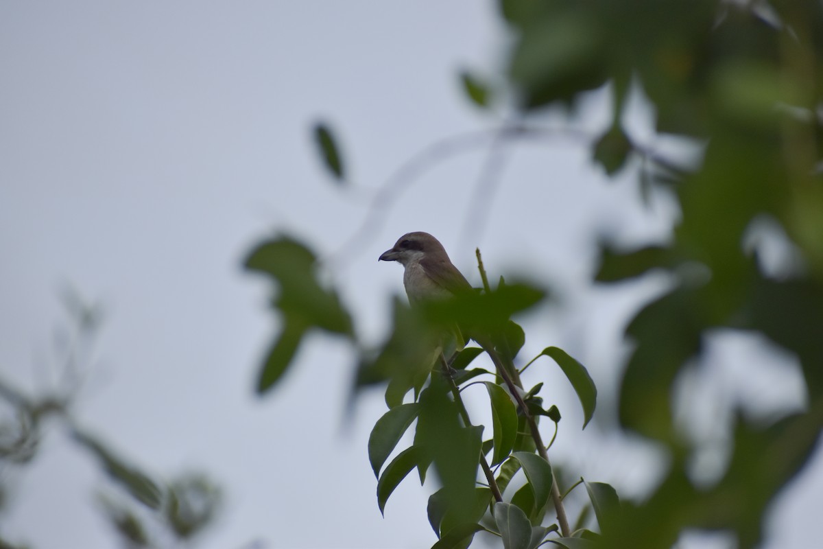 Brown Shrike - ML641587229